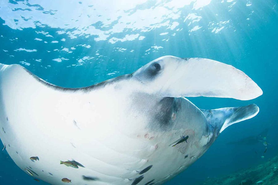 Komodo Open Trip
