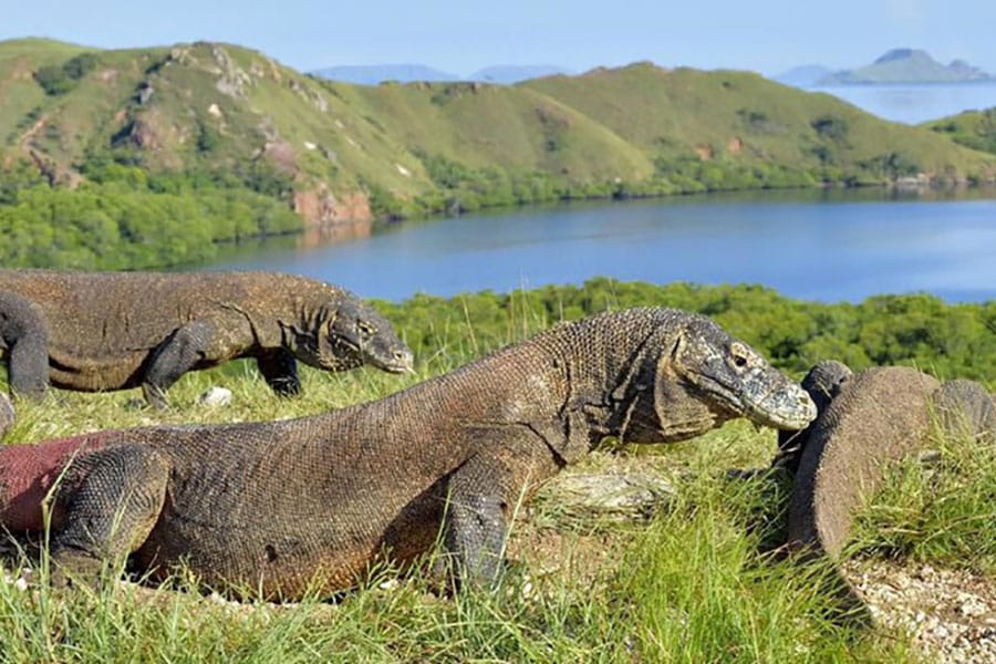 Komodo Island