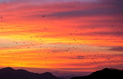 Kalong Island Bat Exodus with thousands of flying foxes filling the sunset sky in Komodo National Park