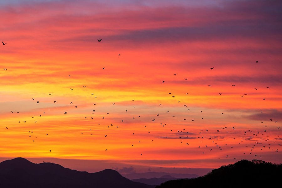 Kalong Island Bat Exodus with thousands of flying foxes filling the sunset sky in Komodo National Park
