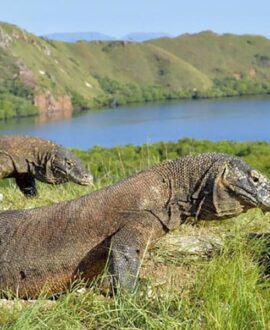 Komodo National Park