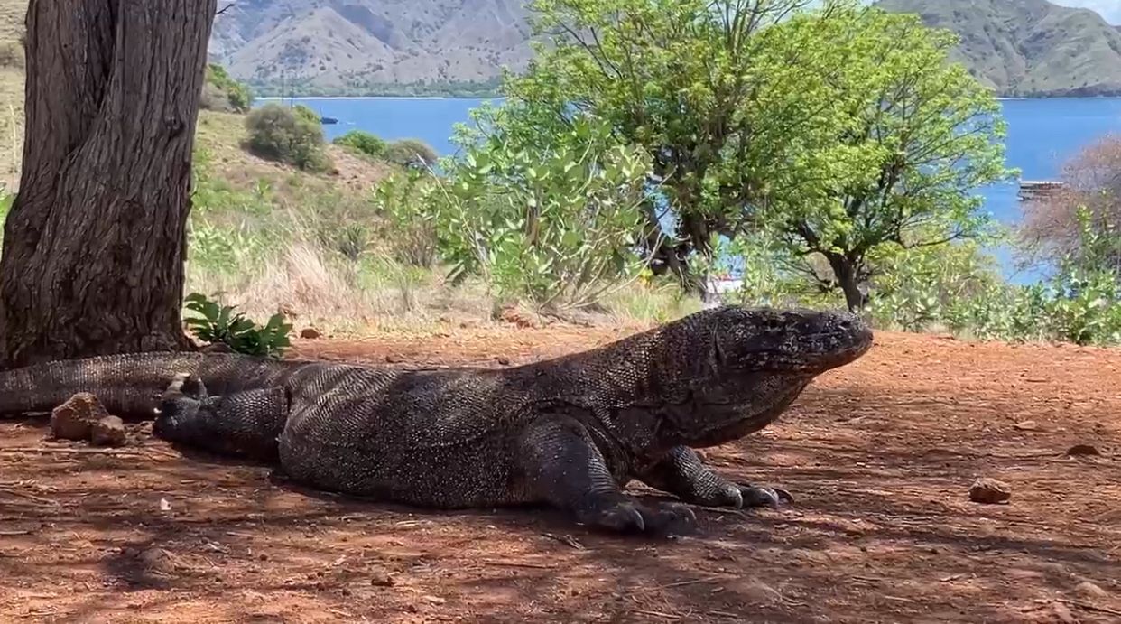 Komodo dragon in its natural habitat on Komodo Island